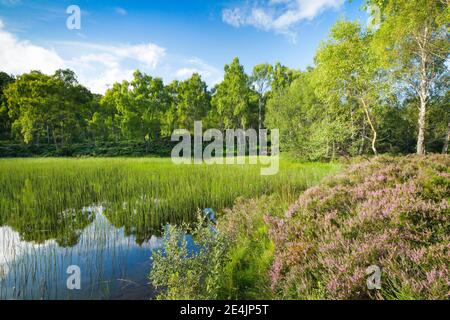 Lac dans la réserve naturelle nationale de Craigellachie, Écosse, Grande-Bretagne Banque D'Images