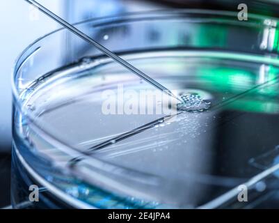 Transfert nucléaire effectué sur plusieurs cellules souches embryonnaires utilisé dans le clonage et la modification génétique en laboratoire Banque D'Images