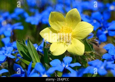 Cowbell jaune alpin, Pulsatilla alpina subsp. Apifolia, Suisse Banque D'Images