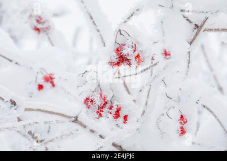 Boule de neige commune avec givre Banque D'Images