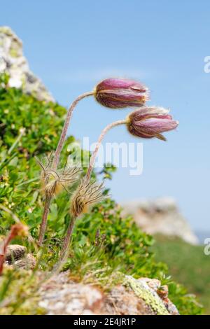 Chapelet de cuisine alpine en été de montagne, Engelberg, Suisse Banque D'Images