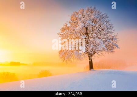 Tilleul en hiver, Suisse Banque D'Images