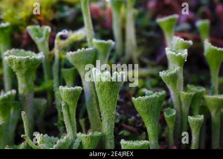 Lichen trompette poussant sur le tronc d'arbre en hiver Banque D'Images