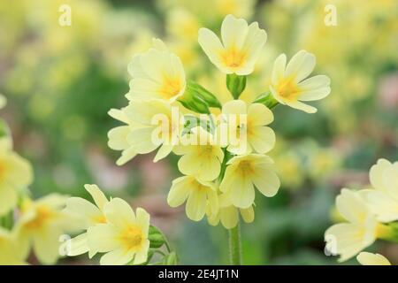 Glissement commun ( Primula veris) Suisse Banque D'Images