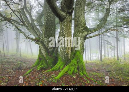 Forêt de hêtre en automne, Suisse Banque D'Images