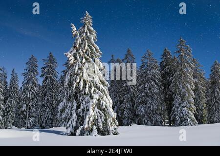 Sapins enneigés la nuit, Suisse Banque D'Images