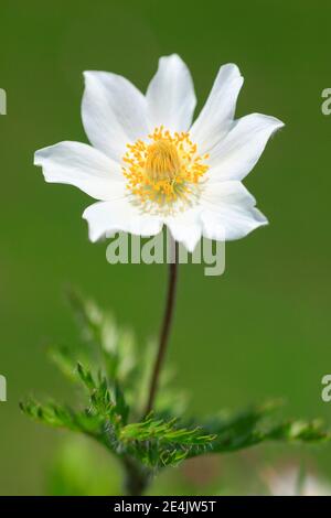 Pasqueflower alpin (Pulsatilla alpina), cowbell, Alpes, Autriche Banque D'Images