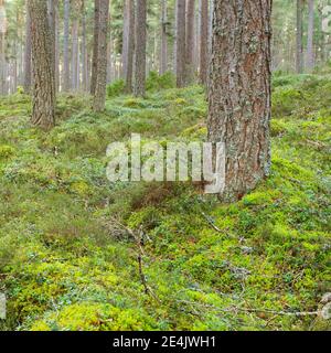 PIN écossais (Pinus sylvestris), parc national de Cairngorms, Écosse, Royaume-Uni Banque D'Images