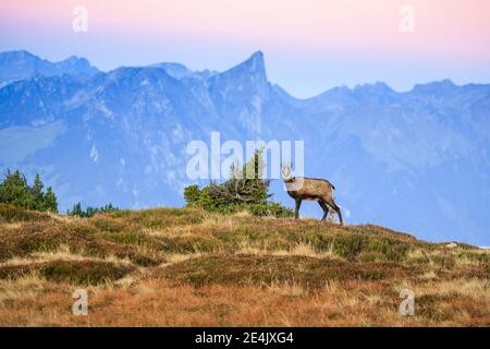 Chamois, chamois, Rupicapra Rupikapra, Chamois alpin, femelle, ibex femelle sur le Niederhorn avec Stockhorn en arrière-plan, 2190 m, Bernois Banque D'Images