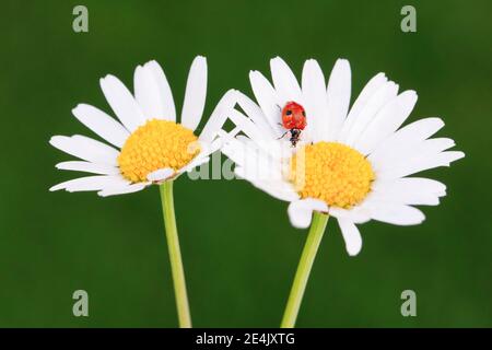 Coccinelle à deux pois sur Marguerite, Suisse Banque D'Images