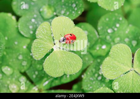 Coccinelle à deux taches sur le trèfle, Suisse Banque D'Images