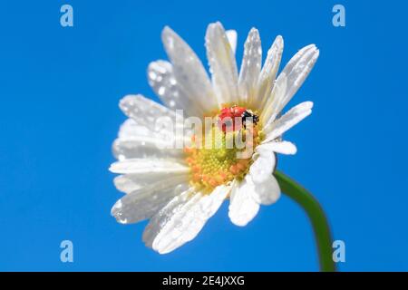 Coccinelle sur la marguerite, Suisse Banque D'Images