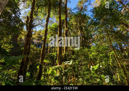 Forêt tropicale luxuriante dans le parc national de la Amistad, province de Chiriqui, République du Panama. Banque D'Images