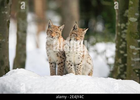 Lynx eurasien (Lynx lynx), en hiver, parc national de la forêt bavaroise, Allemagne Banque D'Images