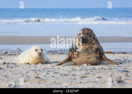 Phoque gris (Halichoerus grypus), Insel Duene, Helgoland, Allemagne Banque D'Images