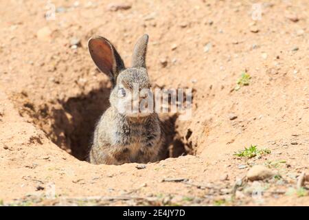 Lapin sauvage, Oryctolagus cuniculus, Espagne Banque D'Images