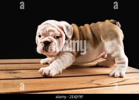 Portrait du chiot Bulldog anglais Banque D'Images