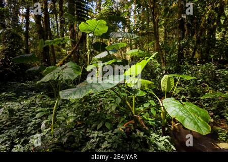 Forêt tropicale luxuriante dans le parc national de la Amistad, province de Chiriqui, République du Panama. Banque D'Images