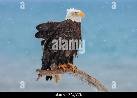 Pygargue à tête blanche (Haliaeetus leucocephalus), Alaska, USA Banque D'Images