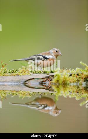 Chaffinch (Fringilla coelebs) Banque D'Images