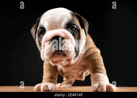Portrait du chiot Bulldog anglais Banque D'Images