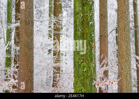 Troncs d'arbres dans la forêt en hiver, avec du givre, en Suisse Banque D'Images