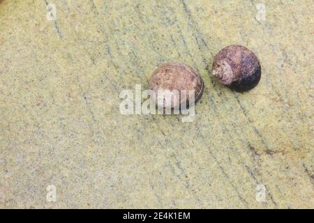 Coquille d'escargot sur les rochers, Écosse, Grande-Bretagne Banque D'Images