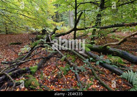 Vieux arbres tombés, bois mort, forêt primitive de Sababurg, Reinhardswald, Weserbergland, Hesse, Allemagne Banque D'Images