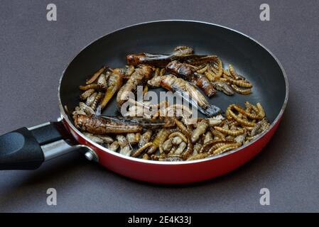 Nourriture pour insectes, divers insectes frits dans une casserole, criquets, grillons, vers de la viande (Locusta migratoria), Acheta domesticus, Tenebrio molitor Banque D'Images