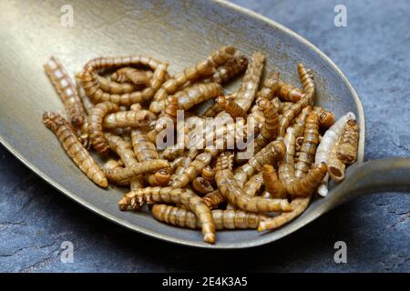 Mealworms en cuillerée à soupe, Tenebrio molitor Banque D'Images