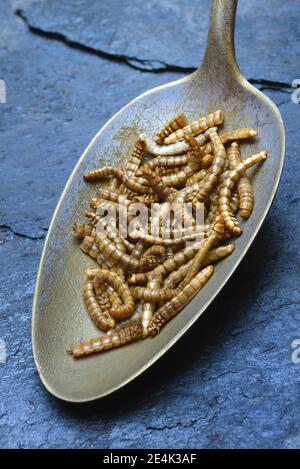 Mealworms en cuillerée à soupe, Tenebrio molitor Banque D'Images