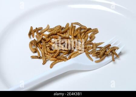 Mealworms sur plaque avec fourchette, Tenebrio molitor Banque D'Images