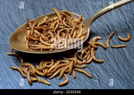 Mealworms en cuillerée à soupe, Tenebrio molitor Banque D'Images