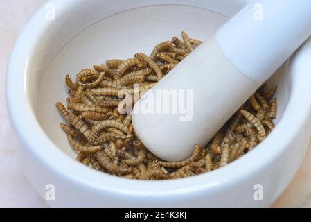 Mealworms dans un bol à râper, Tenebrio molitor Banque D'Images