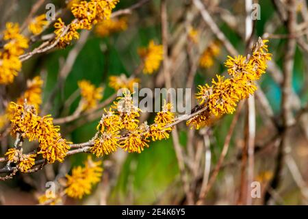 Hamamelis x Intermedia 'Brevipetala' (Witch Hazel) une plante arbuste à fleurs d'arbre d'hiver qui a un fleur jaune printanière très parfumée et Banque D'Images