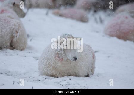 Flintshire, pays de Galles du Nord, Royaume-Uni mercredi 24 janvier 2021, Royaume-Uni Météo : fortes chutes de neige dans le Nord du pays de Galles avec un avertissement météorologique met Office en place neige comme une piste météo vers l'est à travers le pays. Un mouton couvert de neige dans le village de Rès-y-CAE avec de la neige est attendu toute la journée pour la région © DGDImages/Alamy Live News Banque D'Images