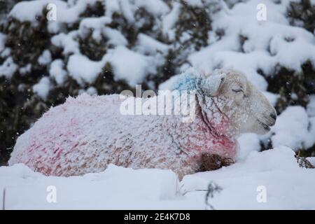 Flintshire, pays de Galles du Nord, Royaume-Uni mercredi 24 janvier 2021, Royaume-Uni Météo : fortes chutes de neige dans le Nord du pays de Galles avec un avertissement météorologique met Office en place neige comme une piste météo vers l'est à travers le pays. Un mouton couvert de neige dans le village de Rès-y-CAE avec de la neige est attendu toute la journée pour la région © DGDImages/Alamy Live News Banque D'Images