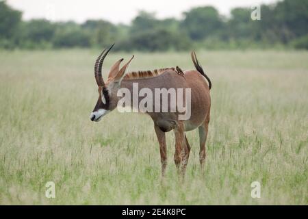 Antelope de Roan Hippotragus equinus. Oxpecker à bec rouge Buphagus erythorhynchus sur les épaules à la recherche de parasites externes, tiques, mouches sanguinophiles. Banque D'Images