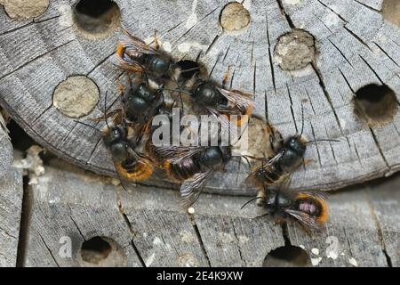 Agrégation de maçon mâle ou d'abeilles verger européennes, Osmia cornuta Banque D'Images