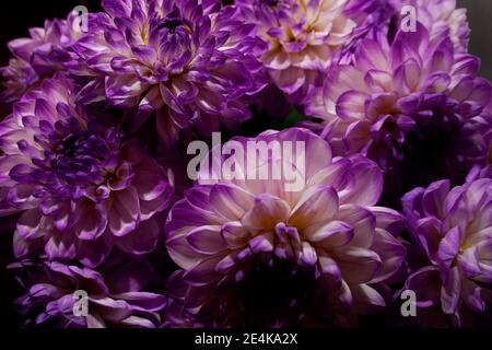 Bouquet de fleurs de Dahlia avec pétales blancs violets en basse lumière gros plan Banque D'Images