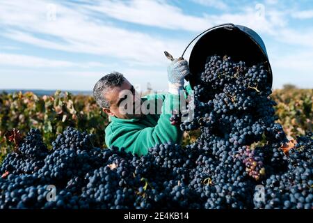 Un fermier mâle mûr verse des raisins noirs dans une remorque dans le vignoble Banque D'Images