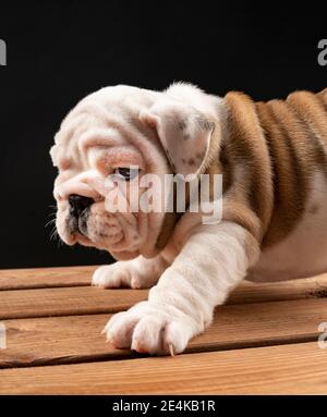 Portrait du chiot Bulldog anglais Banque D'Images