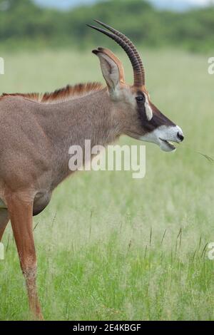 Antelope de Roan (Hippotragus equinus). Femme Les deux sexes ont de longues cornes incurvées en forme de scimitar, striées. Marquages du visage noir et blanc. Oreilles longues. Banque D'Images