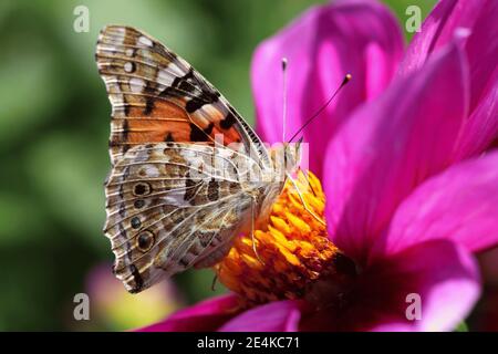 Femme peinte (Vanessa cardui) se nourrissant de fleurs en fleur Banque D'Images