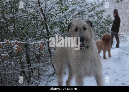 Photographie d'un grand chien de type loup qui apprécie un chiot le temps enneigé avec un autre chien et un homme dedans l'arrière-plan Banque D'Images