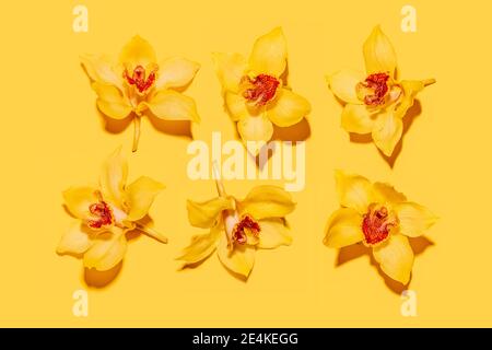 Studio de photos de têtes de fleurs d'orchidées jaunes Banque D'Images