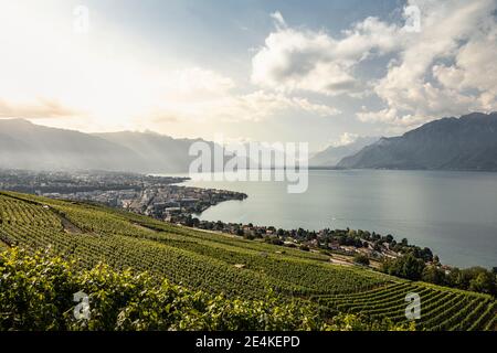 Vignobles et ville sur le bord du lac avec des montagnes à distance Banque D'Images