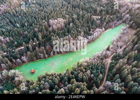 Allemagne, Bade-Wurtemberg, Drone vue de la petite glade dans la forêt souabe à l'aube d'hiver Banque D'Images