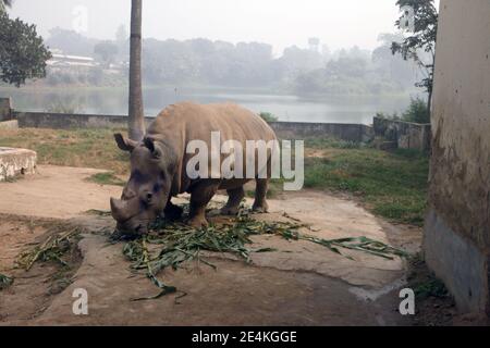 Dhaka, Bangladesh. 18 janvier 2021. La seule dame rhinocéros Kanchi vit seule dans le zoo national depuis la mort de son partenaire Kanchan il y a sept ans. L'animal souffre souvent de dépression. En fait, le zoo est à la recherche d'un partenaire pour l'animal de 13 ans. En raison des restrictions de Corona, cela n'a pas fonctionné jusqu'à présent. Credit: Nazrul Islam/dpa/Alamy Live News Banque D'Images