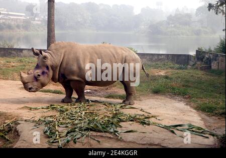 Dhaka, Bangladesh. 18 janvier 2021. La seule dame rhinocéros Kanchi vit seule dans le zoo national depuis la mort de son partenaire Kanchan il y a sept ans. L'animal souffre souvent de dépression. En fait, le zoo est à la recherche d'un partenaire pour l'animal de 13 ans. En raison des restrictions de Corona, cela n'a pas fonctionné jusqu'à présent. Credit: Nazrul Islam/dpa/Alamy Live News Banque D'Images